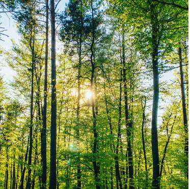 Zonnig bos met hoge bomen en groen bladerdek in de lente.